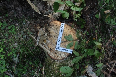 Пермяк осужден за незаконную рубку деревьев