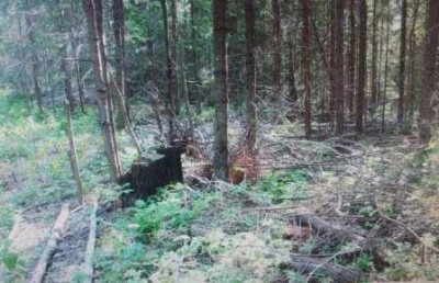 Житель Юсьвинского района осужден за незаконную рубку лесных насаждений в крупном размере