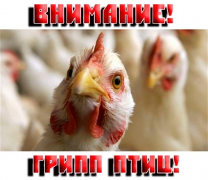 Профилактика птичьего гриппа.