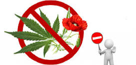 В Пермском крае стартовал первый этап оперативно-профилактической операции «Мак-2023»