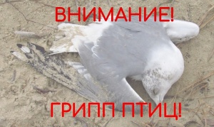 Внимание, птичий грипп!