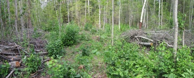 В Кудымкаре мужчина осужден за незаконную рубку деревьев в крупном размере