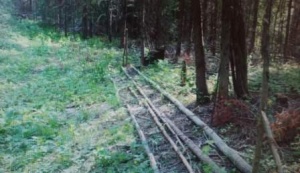 Житель Юсьвинского района осужден за незаконную рубку лесных насаждений в крупном размере