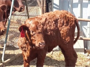 Управление Россельхознадзора по Кировской области, Удмуртской Республике и Пермскому краю информирует о выявлении возбудителя заразного узелкового дерматита крупного рогатого скота на территории Республики Хакасия.