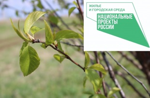 Мероприятия по озеленению территории в Кудымкаре продолжатся осенью