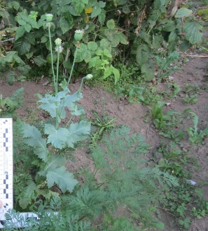 В Кудымкаре полицейские пресекли факт незаконного культивирования наркосодержащих растений