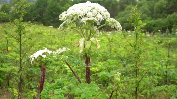 Внимание, борщевик!