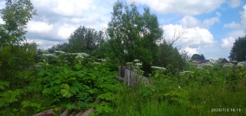 Отчет о проделанной работе по борщевику Сосновского