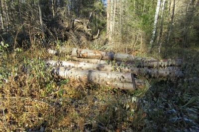 В Пермском крае осуждены два «черных» лесоруба, спиливших около тысячи деревьев почти на 23 млн рублей 