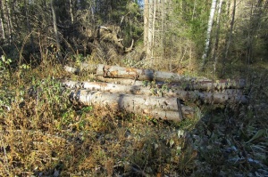 В Пермском крае осуждены два «черных» лесоруба, спиливших около тысячи деревьев почти на 23 млн рублей 