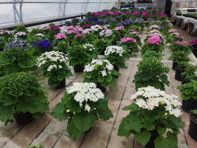 ИСТОРИЯ УСПЕХА «ПРО ДИКОРОСЫ, ТЮЛЬПАНЫ И СУРФИНИЮ» 