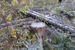 Двух «чёрных лесорубов», спиливших свыше тысячи деревьев на 23 млн рублей, осудят в Пермском крае