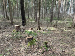 Житель Юсьвинского муниципального округа осужден за незаконную рубку лесных насаждений и хранение пороха