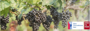 Всероссийская акция "Дни российских вин"