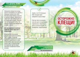 В Пермском крае продолжает оставаться напряженной эпидемиологическая ситуация по инфекциям, передающимися клещами.